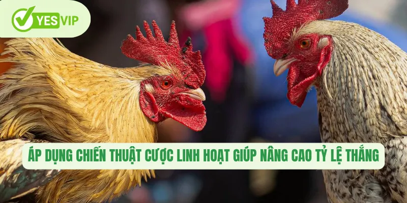 Áp dụng chiến thuật cược linh hoạt giúp nâng cao tỷ lệ thắng