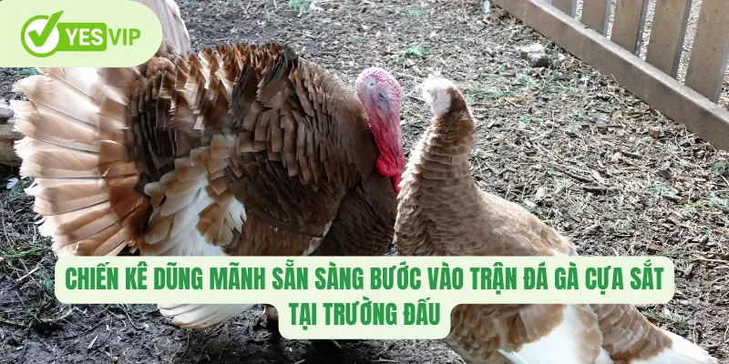 Chiến kê dũng mãnh sẵn sàng bước vào trận đá gà cựa sắt tại trường đấu