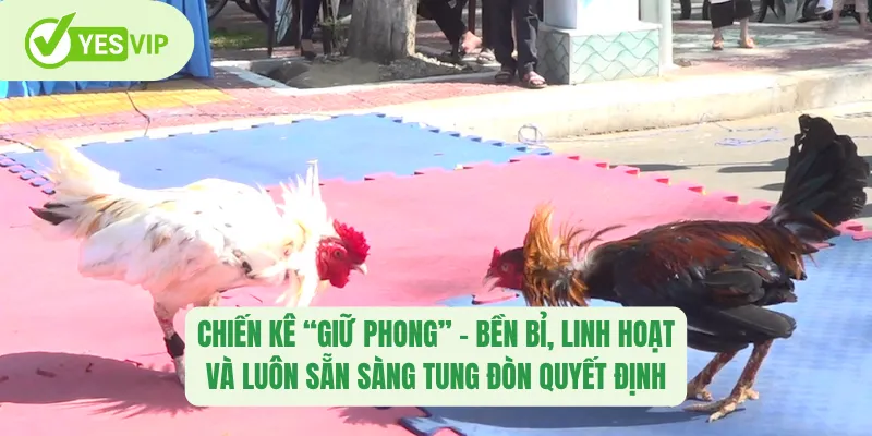 Thuật Ngữ Đá Gà Yesvip – Giải Mã Ngôn Ngữ Cá Cược Đỉnh Cao 3 Chiến kê “giữ phong” – bền bỉ, linh hoạt và luôn sẵn sàng tung đòn quyết định