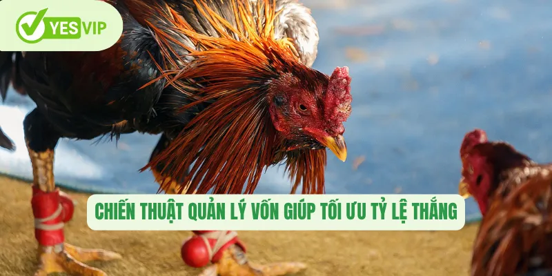 Chiến thuật quản lý vốn giúp tối ưu tỷ lệ thắng