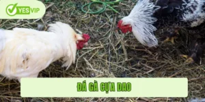 Đá gà cựa dao