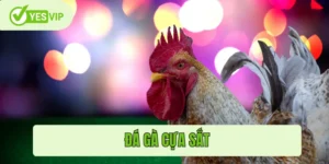 Đá gà cựa sắt