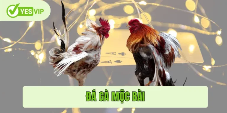 Đá gà Mộc Bài