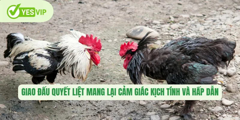 Giao đấu quyết liệt mang lại cảm giác kịch tính và hấp dẫn