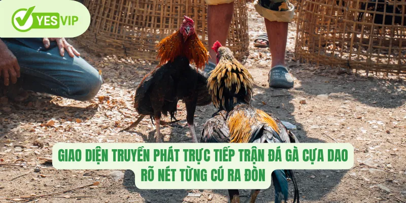 Giao diện truyền phát trực tiếp trận đá gà cựa dao – rõ nét từng cú ra đòn