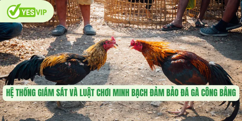 Hệ thống giám sát và luật chơi minh bạch đảm bảo đá gà công bằng 