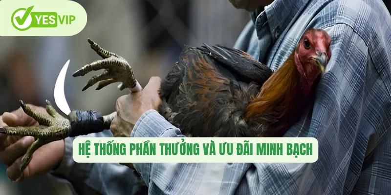 Đá Gà Mộc Bài Yesvip – Sảnh Đấu Hấp Dẫn Của Cao Thủ Chiến Kê 3 Hệ thống phần thưởng và ưu đãi minh bạch