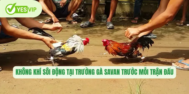 Không khí sôi động tại Trường gà Savan trước mỗi trận đấu