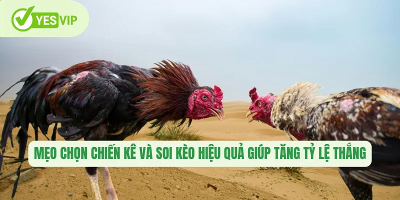 Đá Gà Mộc Bài Yesvip – Sảnh Đấu Hấp Dẫn Của Cao Thủ Chiến Kê 2 Mẹo chọn chiến kê và soi kèo hiệu quả giúp tăng tỷ lệ thắng