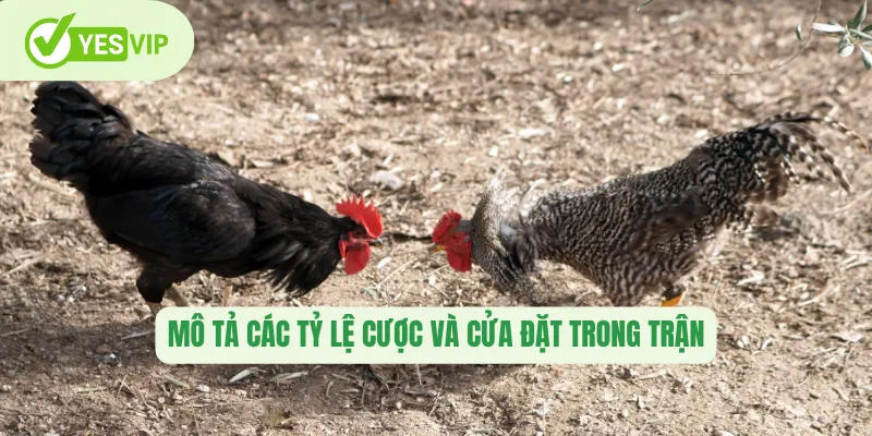 Mô tả các tỷ lệ cược và cửa đặt trong trận 