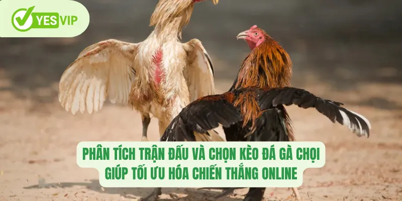 Phân tích trận đấu và chọn kèo đá gà chọi giúp tối ưu hóa chiến thắng online