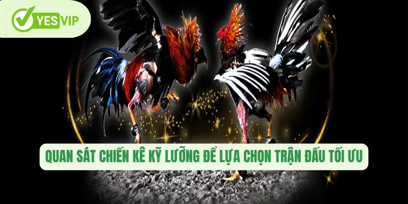 Quan sát chiến kê kỹ lưỡng để lựa chọn trận đấu tối ưu