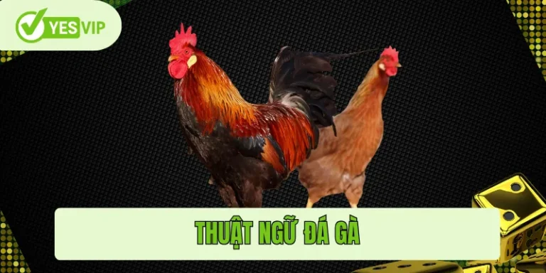 Thuật ngữ đá gà