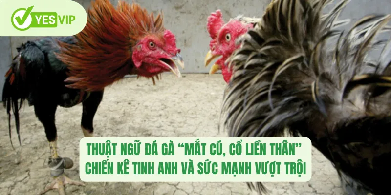 Thuật Ngữ Đá Gà Yesvip – Giải Mã Ngôn Ngữ Cá Cược Đỉnh Cao 1 Thuật ngữ đá gà “mắt cú, cổ liền thân” – Chiến kê tinh anh và sức mạnh vượt trội