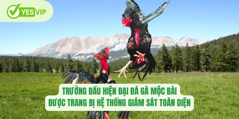 Đá Gà Mộc Bài Yesvip – Sảnh Đấu Hấp Dẫn Của Cao Thủ Chiến Kê 1 Trường đấu hiện đại đá gà Mộc Bài được trang bị hệ thống giám sát toàn diện