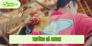 Trường gà Savan