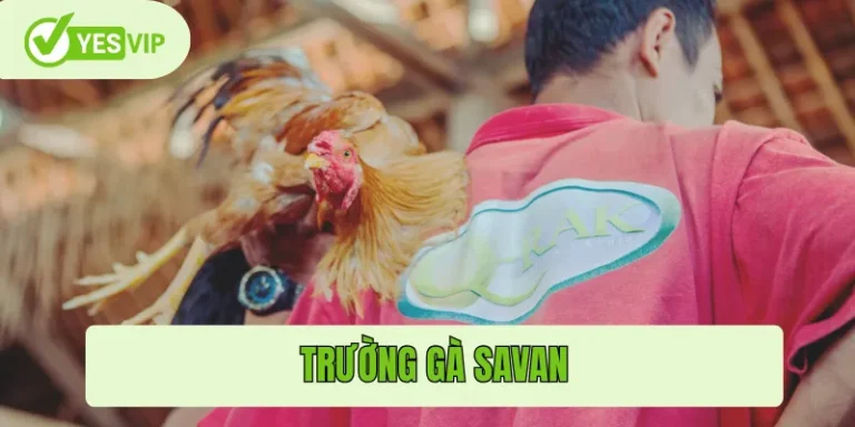 Trường gà Savan